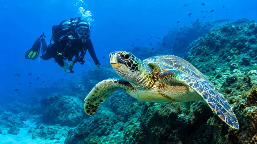 Scuba Diving in South Tenerife and Best Dive Sites