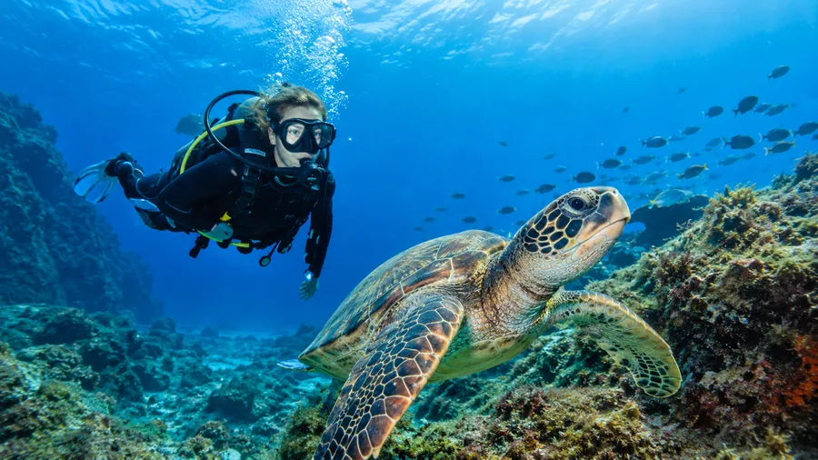 Beginner's Guide to Scuba Diving in Tenerife