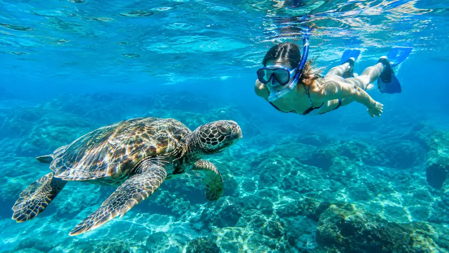 Complete Guide to Snorkeling in Tenerife